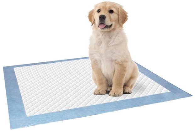 A dog sitting on top of a blue and white pad.