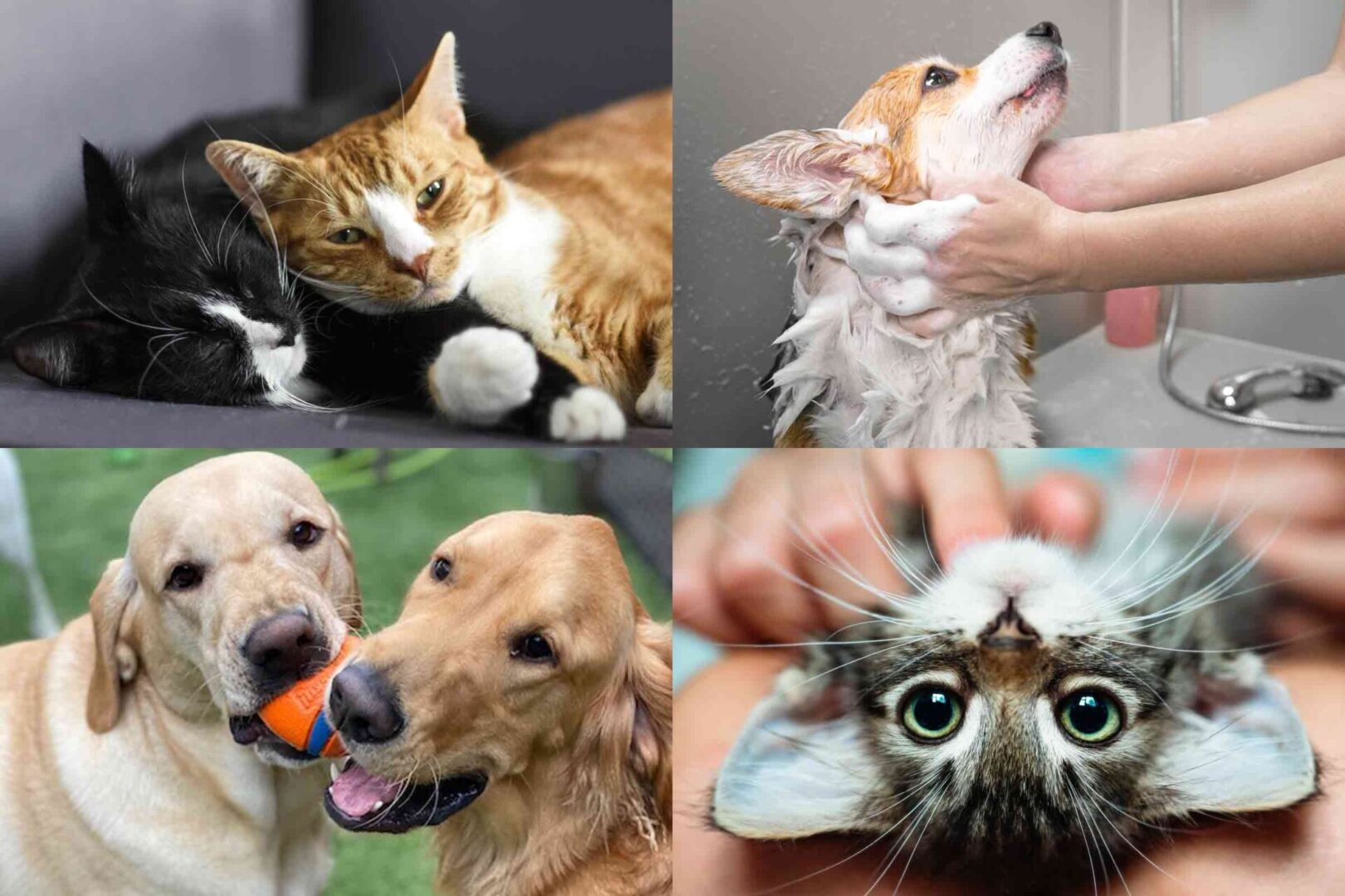 <span style="font-family: Times New Roman; font-weight: bold;">The <span style="font-family: Times New Roman; font-size: 40px; font-weight: bold;">SCI Mission Statement</span></span>